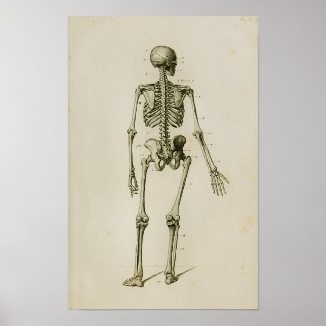 Human Skeleton Posterior Vintage Anatomy Print (Front)