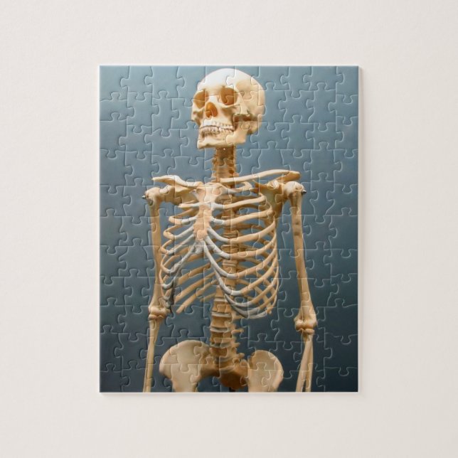 Human Skeleton Puzzle (Vertical)