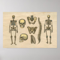 Human Skeleton Skull Spine Anatomy 1841 Print