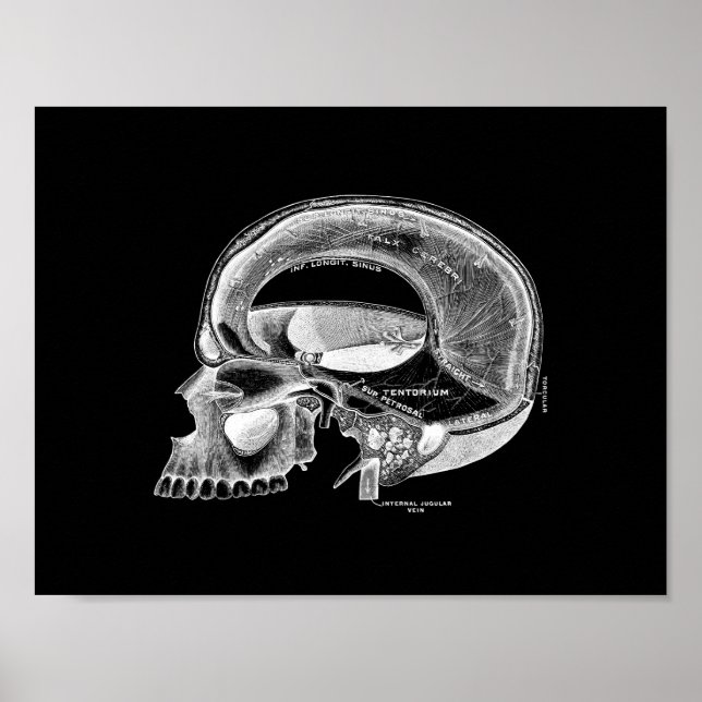 Human Skull Anatomy in Black and White Print (Front)