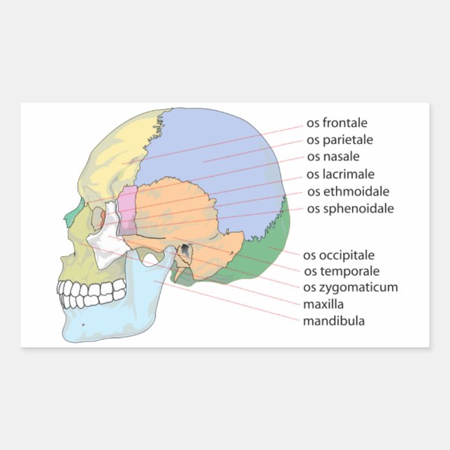 Human Skull Bone Name Chart Sticker (Front)