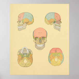 Human Skull Grey's Anatomy Print