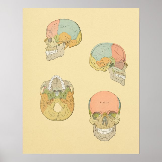 Human Skull Grey's Anatomy Print (Front)