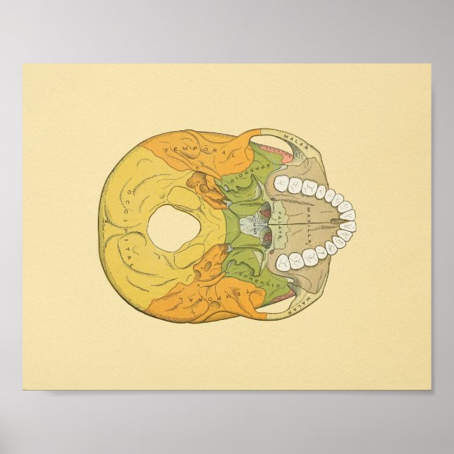 Human Skull Grey's Anatomy Print (Front)