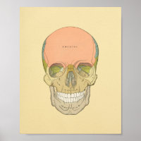 Human Skull Grey's Anatomy Print