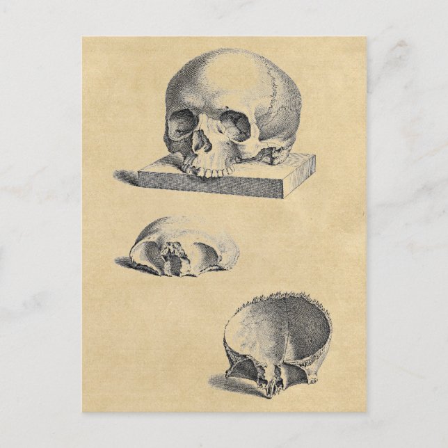 Human Skull Medical Anatomy Postcard (Front)