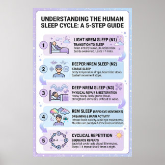 Human Sleep Cycle: A 5-Step Guide Infographic Poster