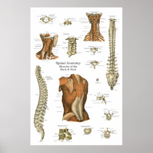 Human Spinal Muscle Anatomy Chart