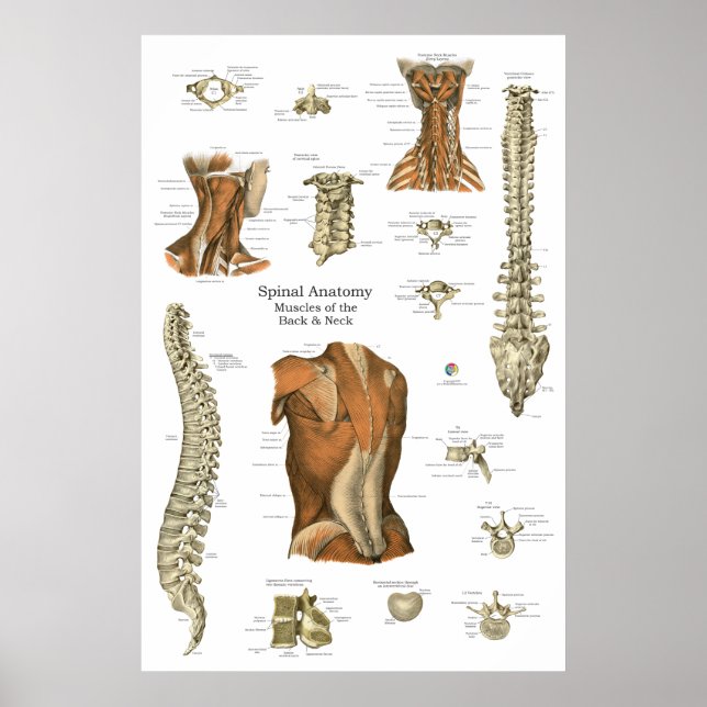 Human Spinal Muscle Anatomy Chart (Front)