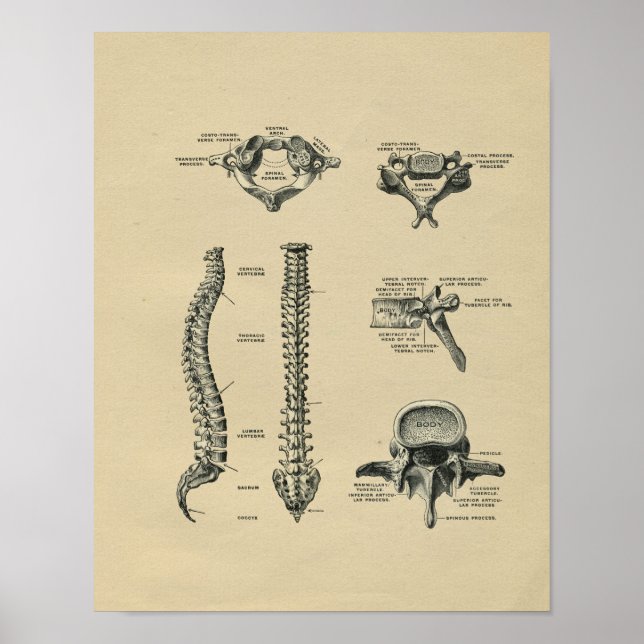 Human Spine Anatomy 1902 Vintage Print (Front)