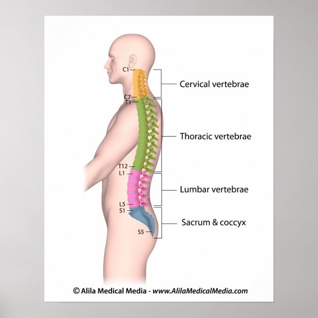 Human spine anatomy colour coded labelled poster. poster (Front)
