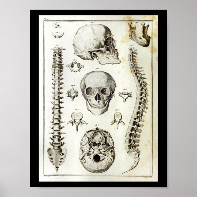 Human Spine Skull Anatomy Print (Front)