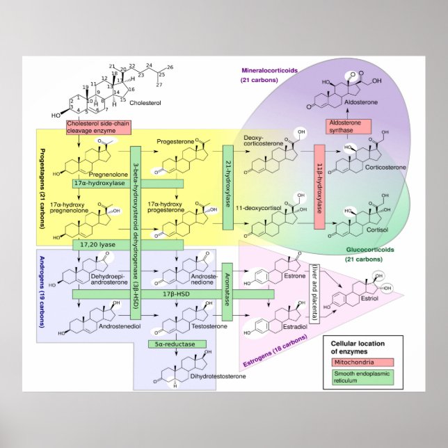 Human Steroidogenesis Diagram Biological Chemical  Poster (Front)