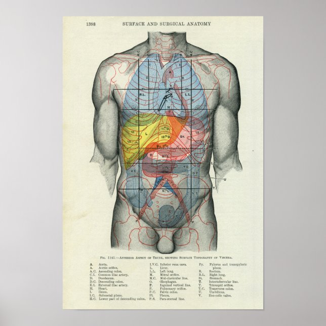 Human Surface Anatomy Relation to Organs Poster (Front)