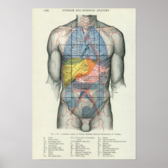 Human Surface Anatomy Relation to Organs Poster (Front)