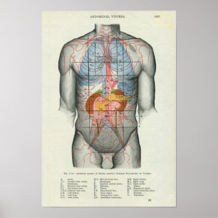 Human Surface Anatomy Relation to Organs Poster
