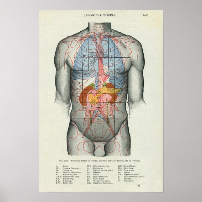 Human Surface Anatomy Relation to Organs Poster (Front)