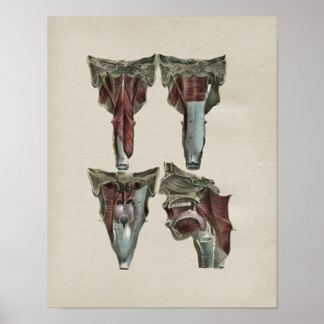 Human Throat Anatomy Vintage Print (Front)