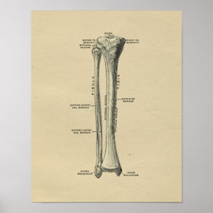 Human Tibia Anatomy 1902 Vintage Print