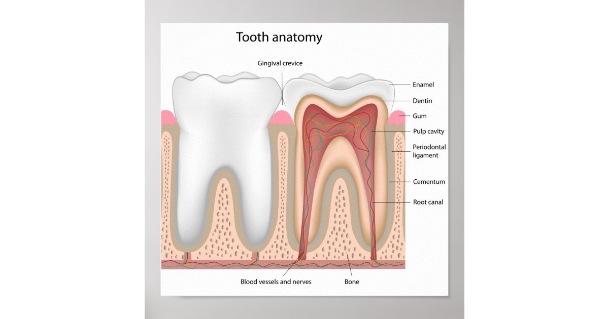 Human Tooth anatomy Poster | Zazzle.ca