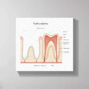 Human Tooth anatomy stretched canvas print