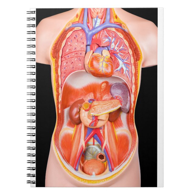 Human torso model with internal organs on black notebook (Front)