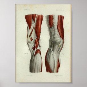 Human Vintage Anatomy Print Muscles Knee