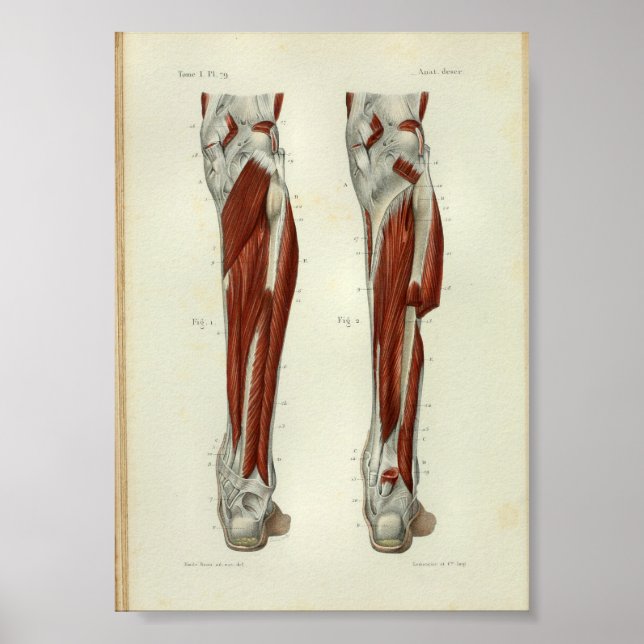 Human Vintage Anatomy Print Muscles Leg (Front)