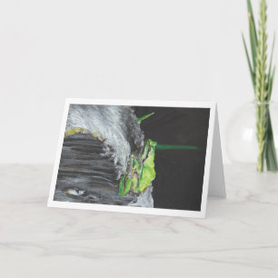 "Humboldt Frog" by Amber Larsen Card