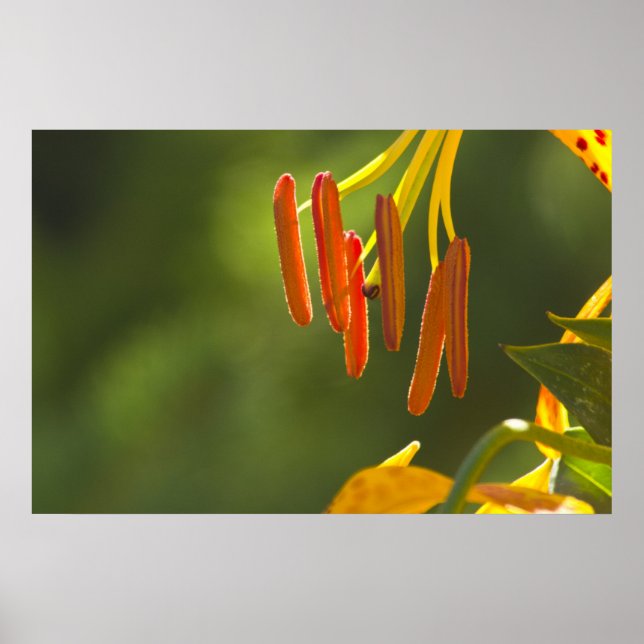 Humboldt Lily Stamens Poster (Front)