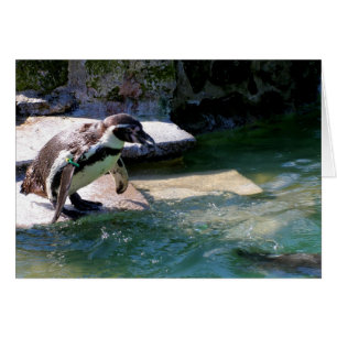 Humboldt penguin