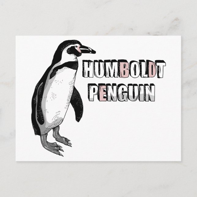 Humboldt penguin postcard (Front)