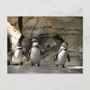 Humboldt Penguin Postcard