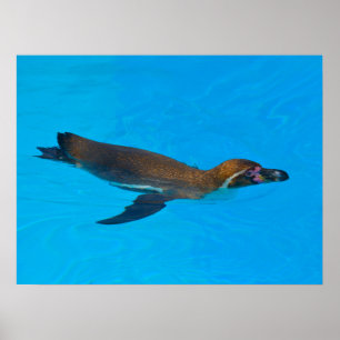 Humboldt penguin swimming poster