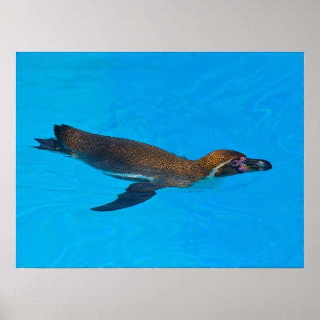 Humboldt penguin swimming poster (Front)