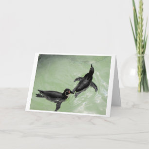 Humboldt penguins holiday card
