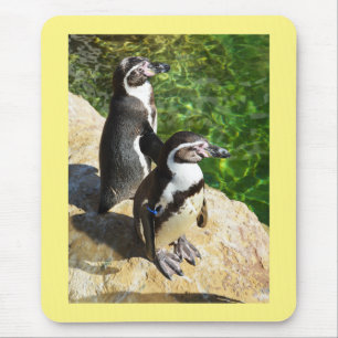 Humboldt penguins mouse pad