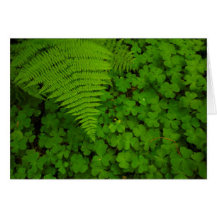 Humboldt Redwoods State Park