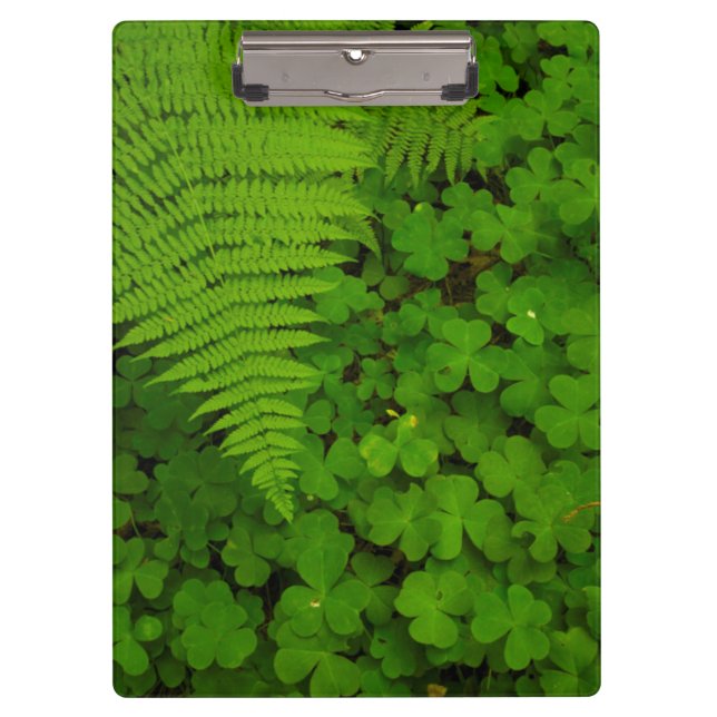 Humboldt Redwoods State Park Clipboard (Front)