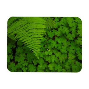 Humboldt Redwoods State Park Magnet