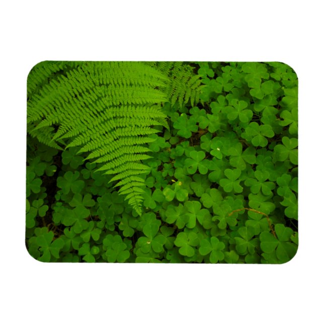 Humboldt Redwoods State Park Magnet (Horizontal)
