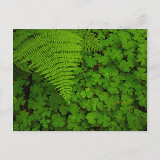 Humboldt Redwoods State Park Postcard (Front)