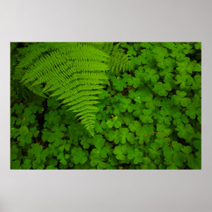 Humboldt Redwoods State Park Poster