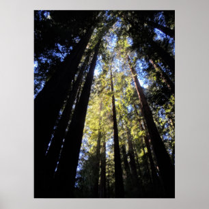 Humboldt Redwoods State Park Poster