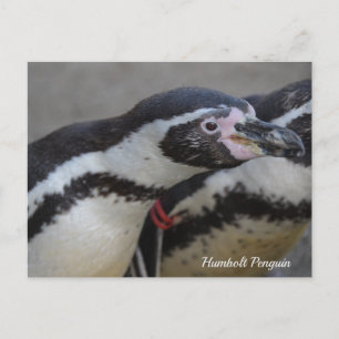 Humbolt Penguin at Drusillas Zoo in East Sussex Postcard