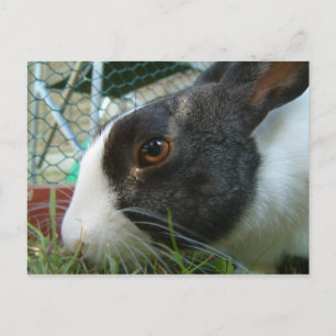 Humbug bunny postcard