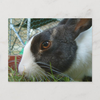 Humbug bunny postcard