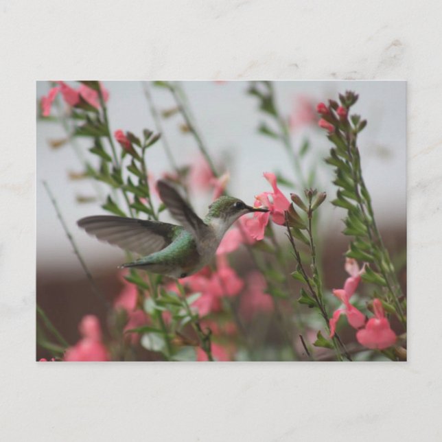 Hummer dans la carte postale Été II (Devant)