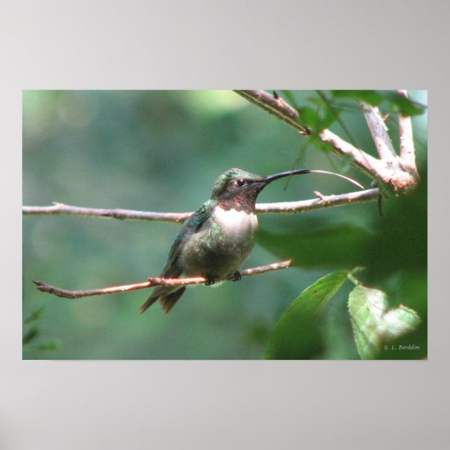 Hummer Kiss Poster (Front)