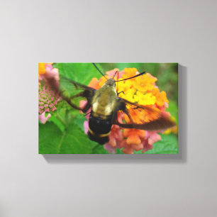 Humming Along Canvas Print